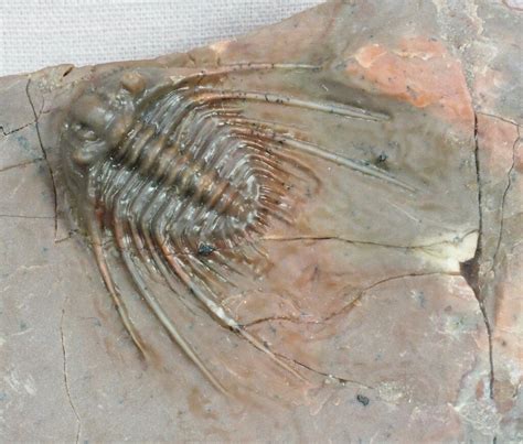 moroccan trilobites for sale.